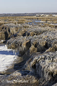 Salt Marsh frigid  Ribbed Mussels in ice _F2B6595.jpg - 76303 Bytes